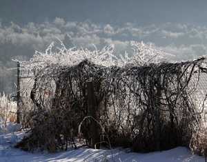 "Frosty Fence" image