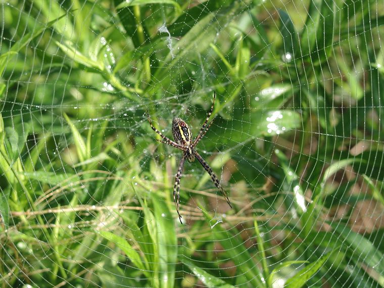 Spider photo