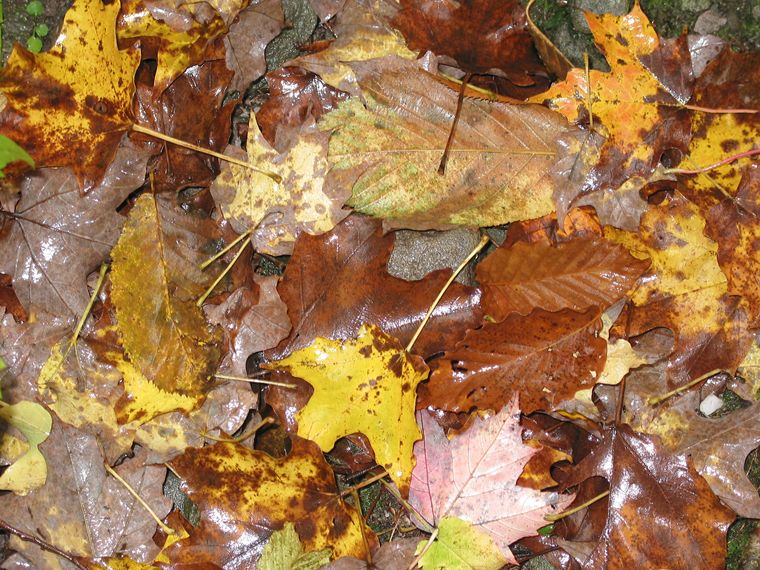 Fallen Leaves photo