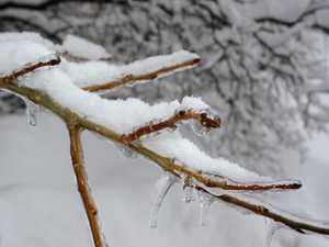 "Icy Twig" image