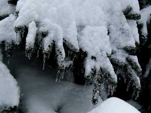 "Icy Spruce" image