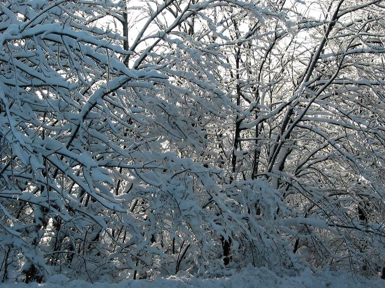 Snowy Tangle photo
