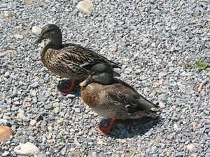 "Ducks at Stillwater"