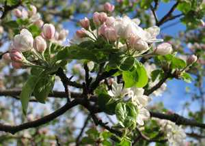 "Apple Blossoms"