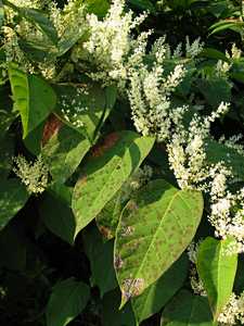 "Knotweed in Autumn" image