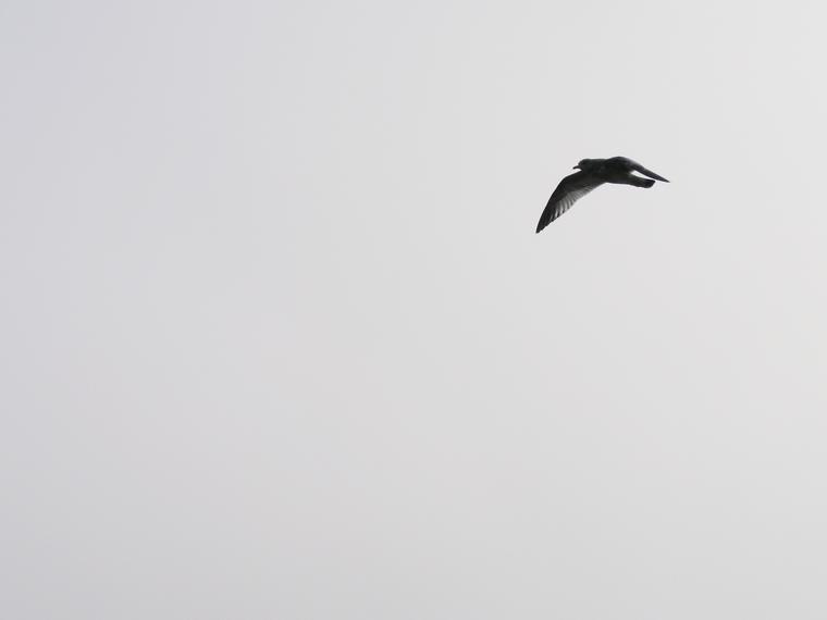Gull in Flight photo