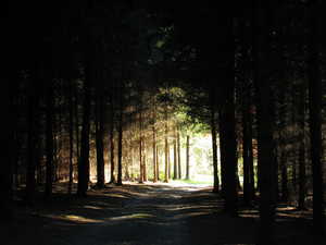 "Out of the Dark Forest" image