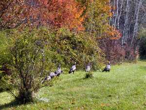 "Turkey Flock" image