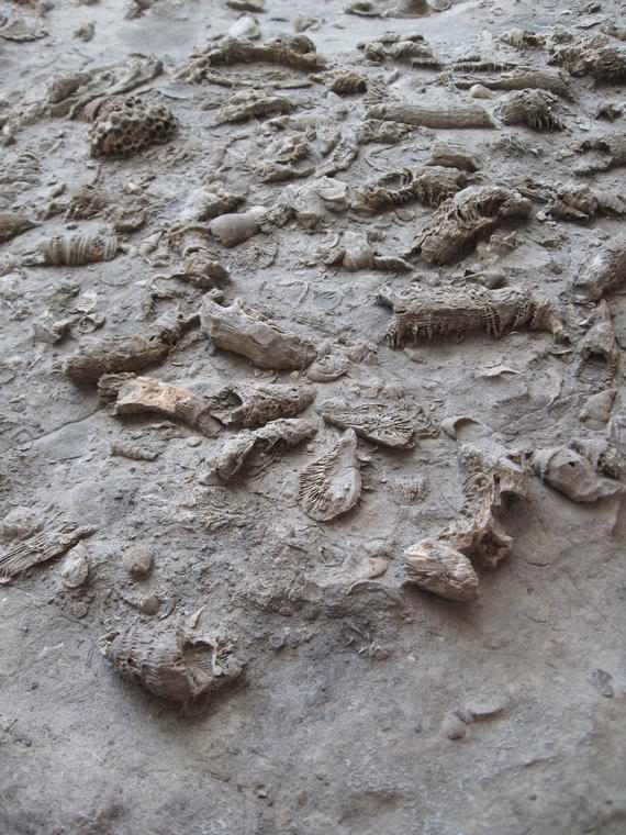 Fossil rock photo