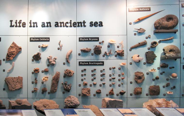 Ancient sea display photo