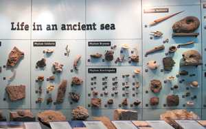 "Ancient sea display"