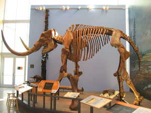 "Best mastodon in the East" image