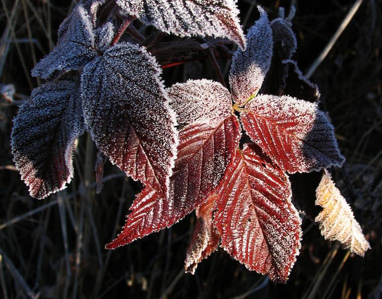 Frosted Berry Leaves photo