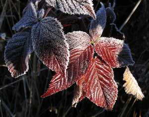 "Frosted Berry Leaves" image