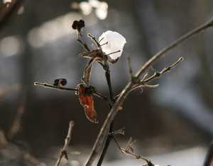 "Twigs and Snow" image