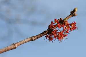 "Maple Buds" image