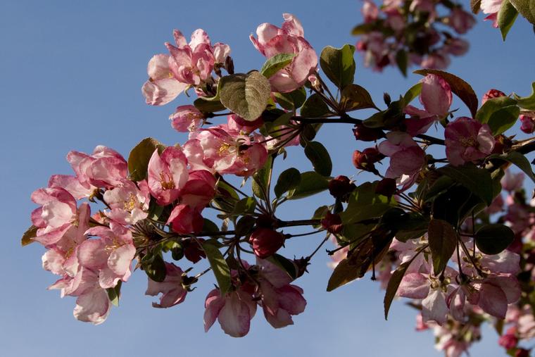 Crabapple Blossoms photo