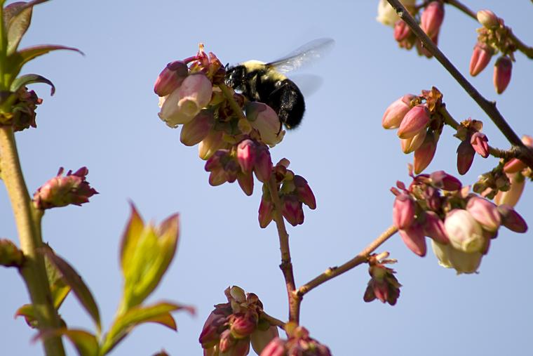 Bumblebee Pollinator photo