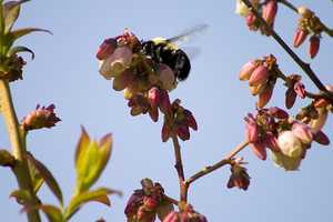 "Bumblebee Pollinator"