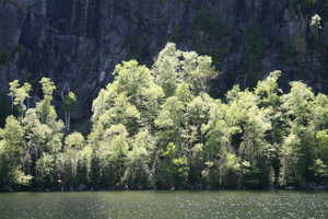 "Trees and Cliff" image