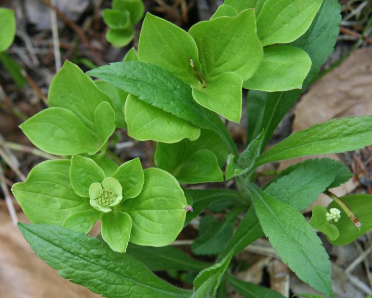 Bunchberry in Green photo