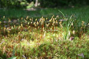 "Moss Capsules" image
