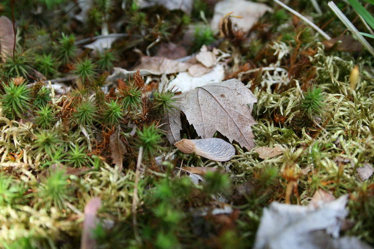 Maple and Moss photo