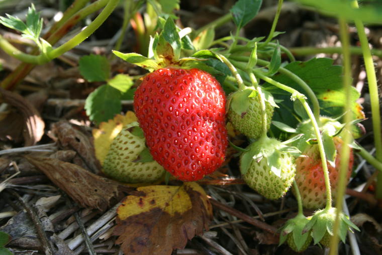 Early Strawberry photo