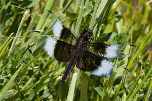 "Dragonfly 1" image