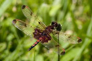 "Dragonfly 3" image