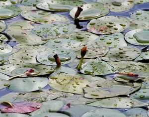 "Rain Soaked Lily Pads" image