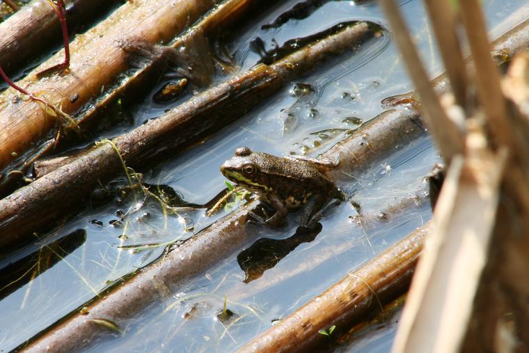 Pond Frog photo