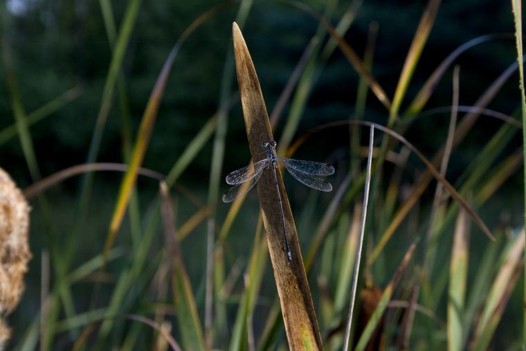 Misty Dragonfly photo