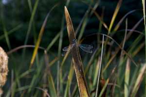 "Misty Dragonfly" image