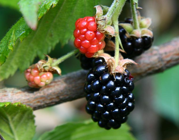 Wild Blackberries photo
