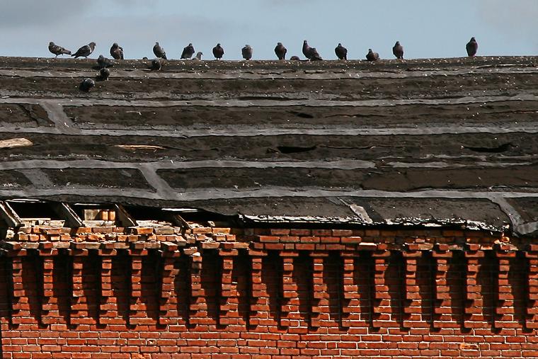 Birds, Bricks, and Roof photo