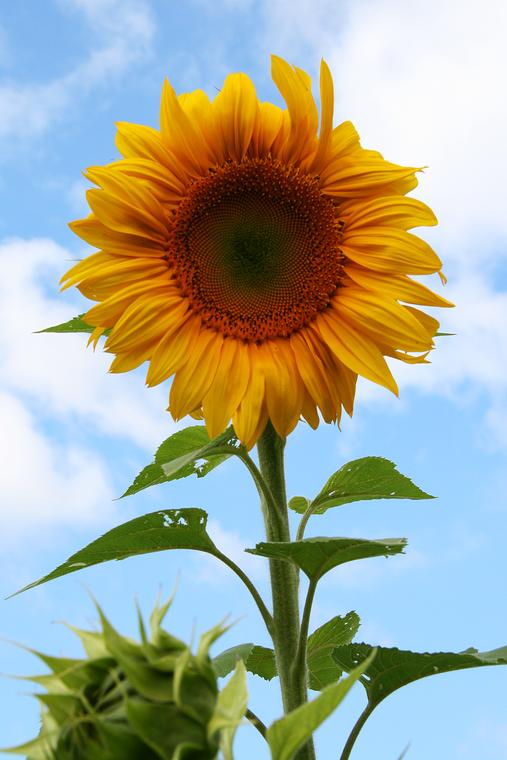 Full Sunflower photo