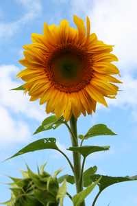 "Full Sunflower"