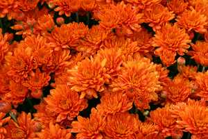 "Chrysanthemums" image