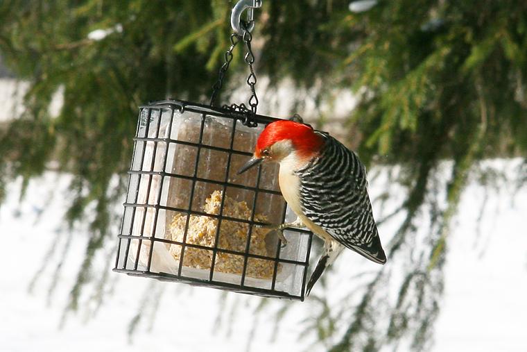 Red-bellied Woodpecker photo