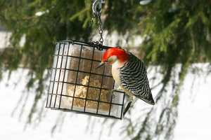 "Red-bellied Woodpecker"