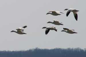 "Snow geese in flight"