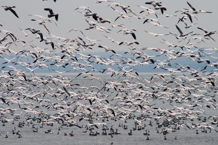 Mass ascent II – Snow Geese over Cayuga Lake photo
