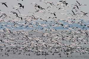 "Mass ascent II – Snow Geese over Cayuga Lake" image