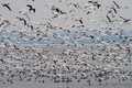 "Mass ascent II – Snow Geese over Cayuga Lake"