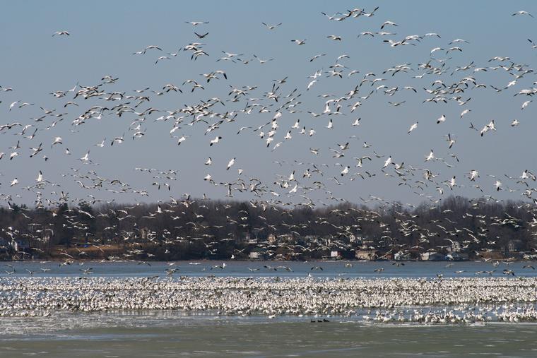 Skyfull of Snow geese photo