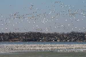 "Skyfull of Snow geese" image