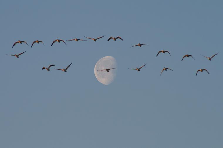 Snow geese and moon photo