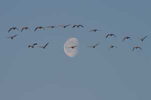 "Snow geese and moon"