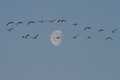 "Snow geese and moon"